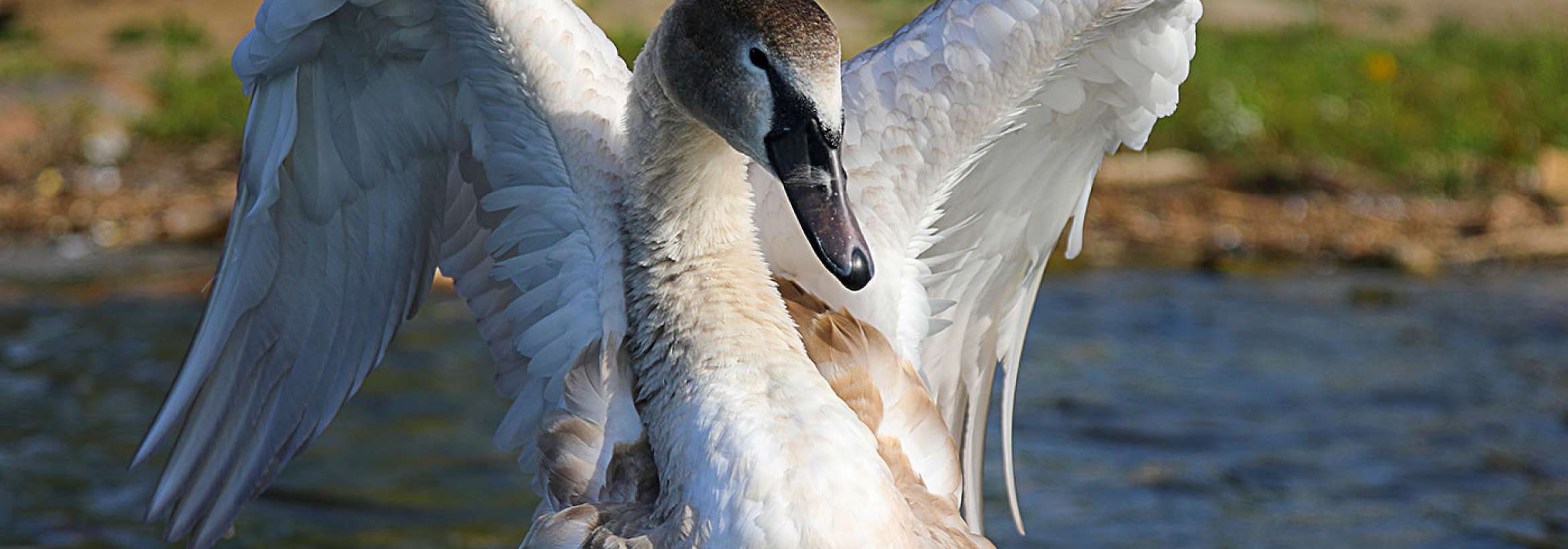 می‌گشاید بال