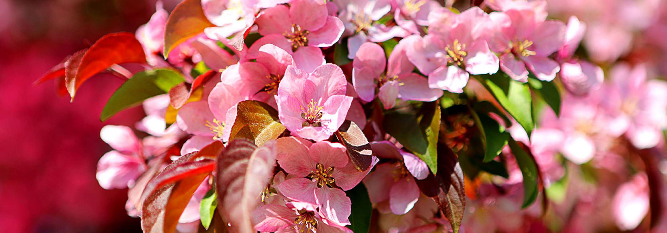 صورتی بهاری