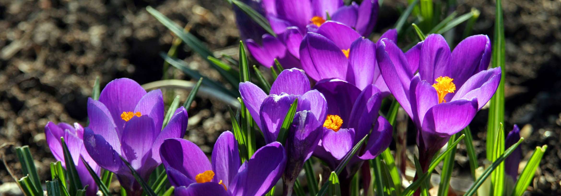 بنفش‌های بهاری