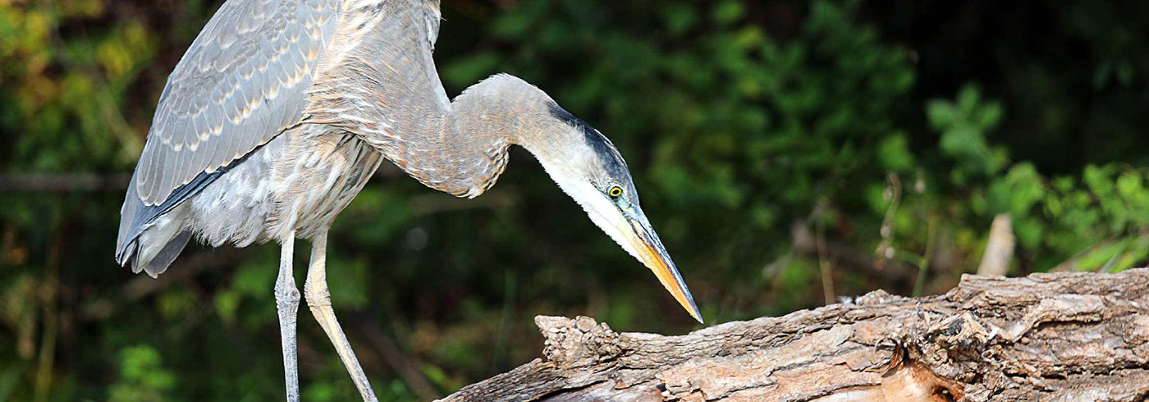 زل زده به طعمه