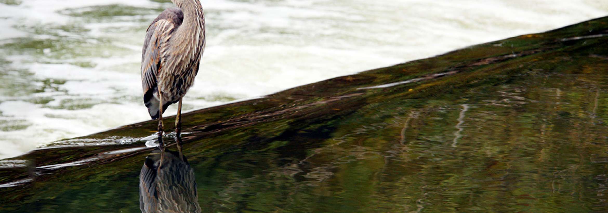 ایستاده بر لب