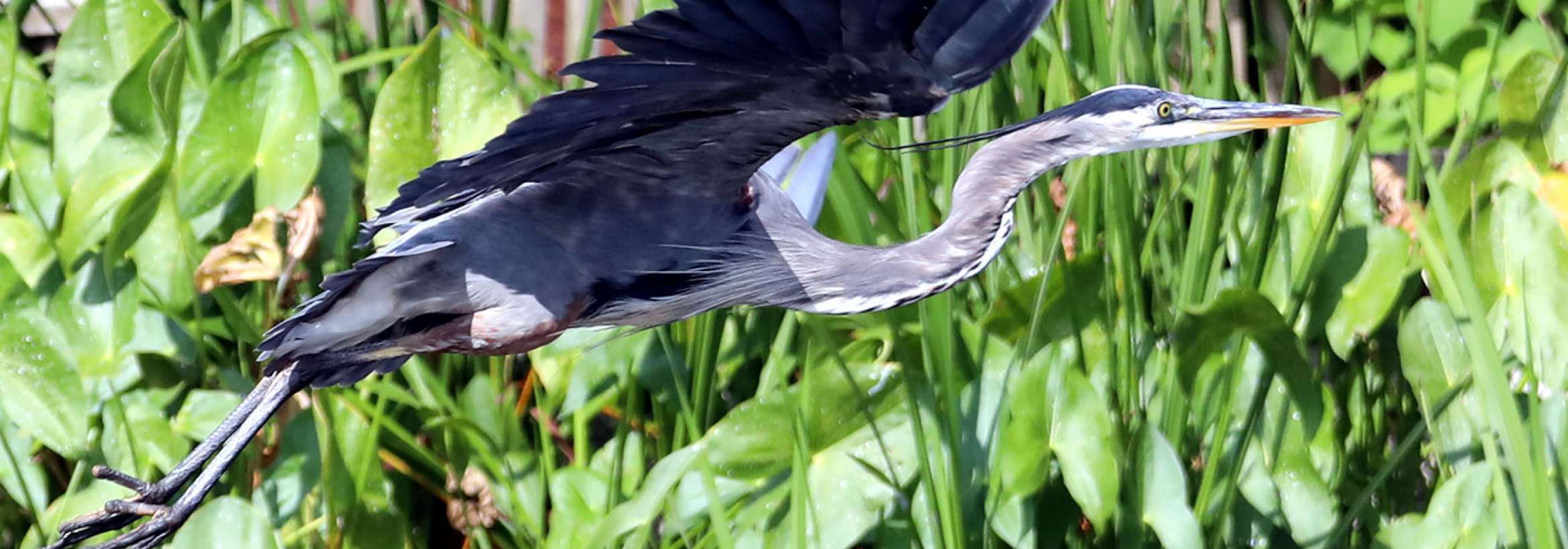 پرنده استارترک