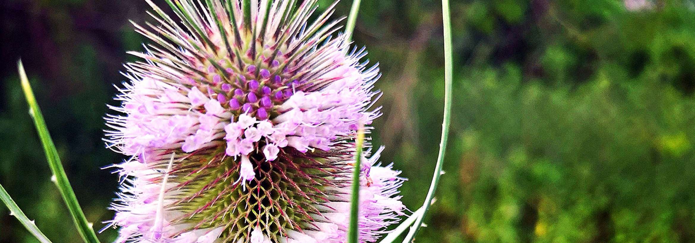 عجیب گلی‌ست