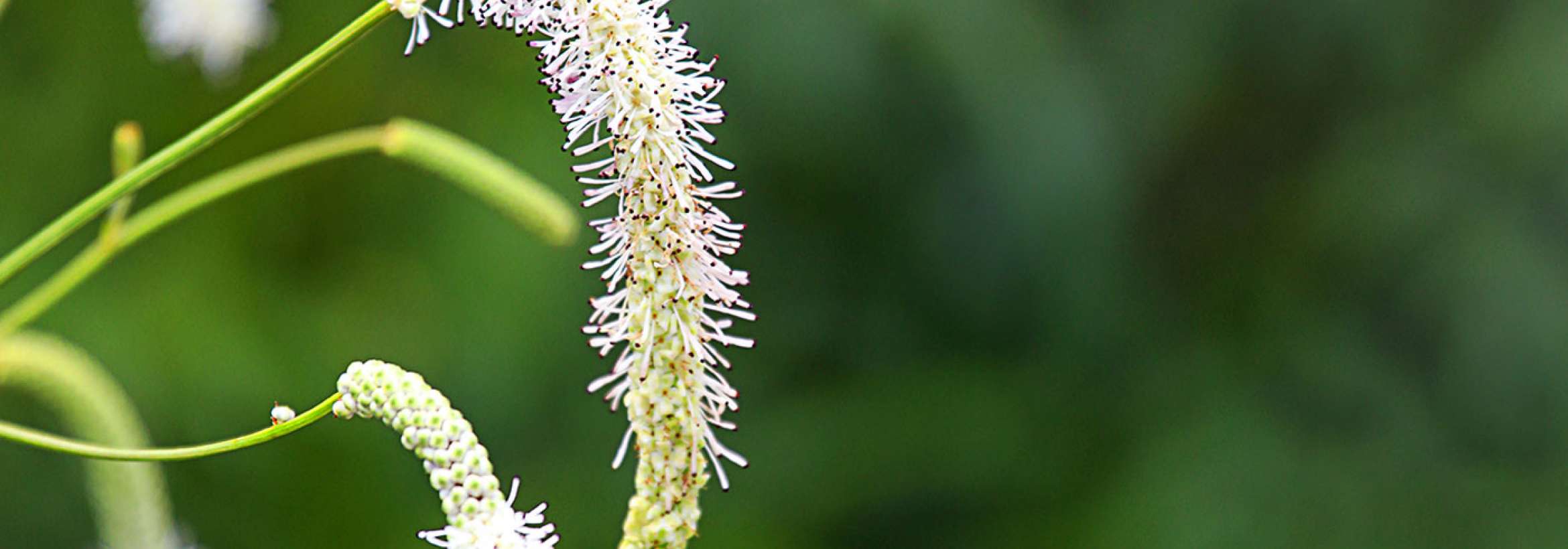 عجیب گلی‌ست