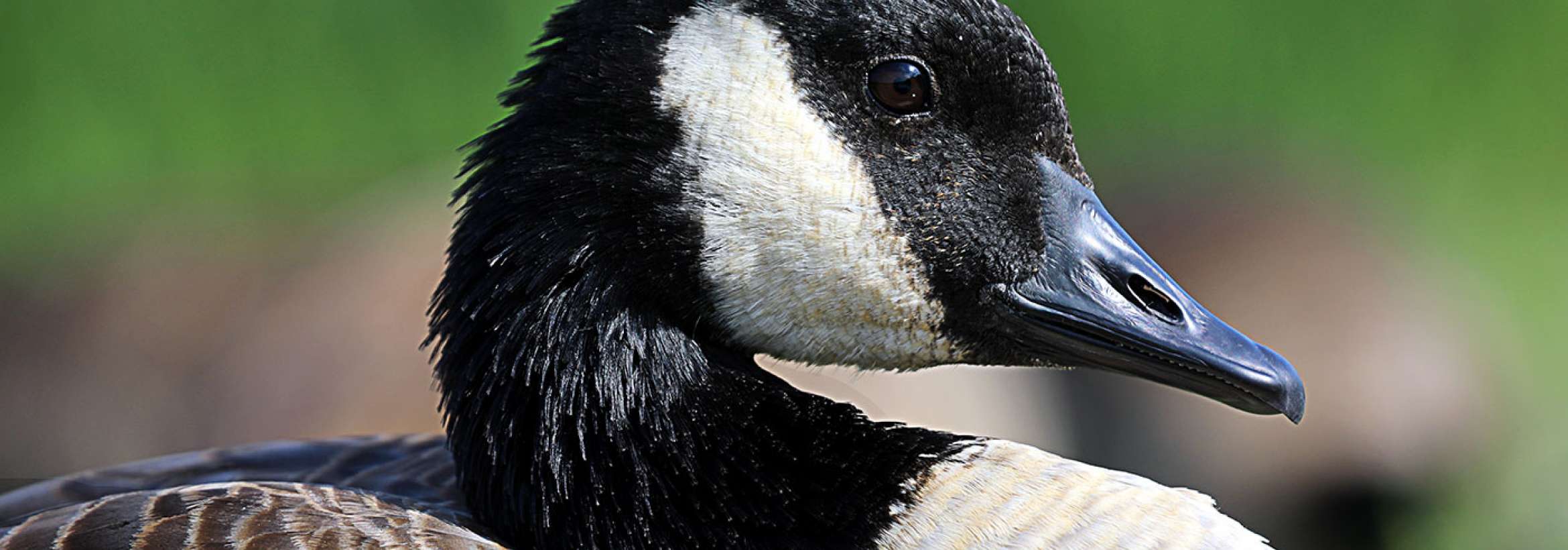 سر سپید و سیاه