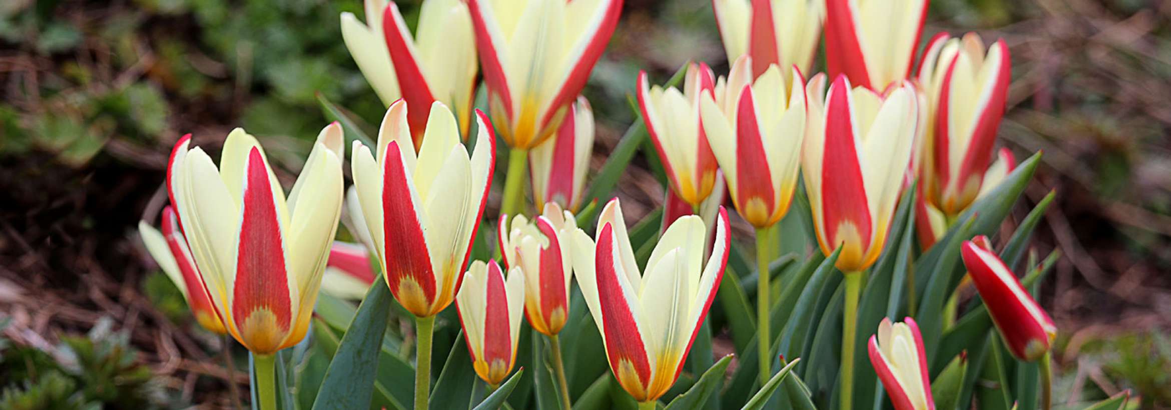 لاله‌های راه‌راه