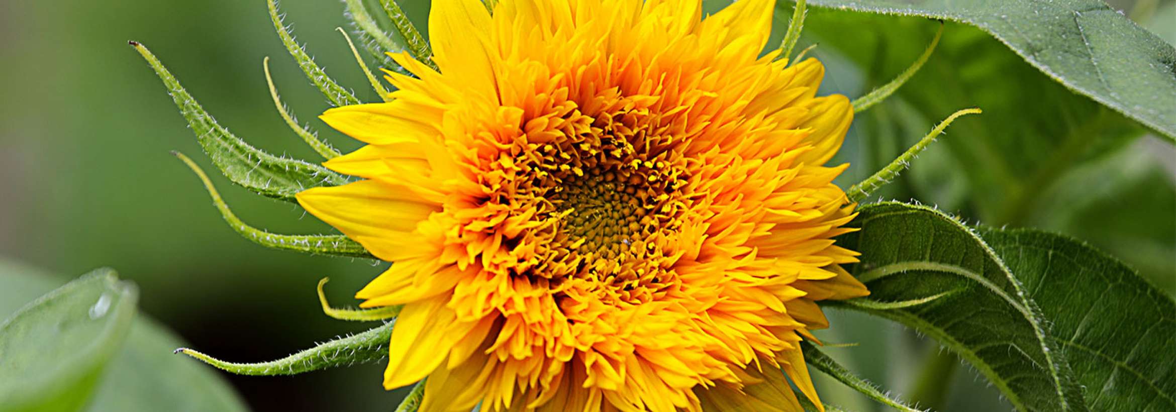 بچه آفتاب گردان