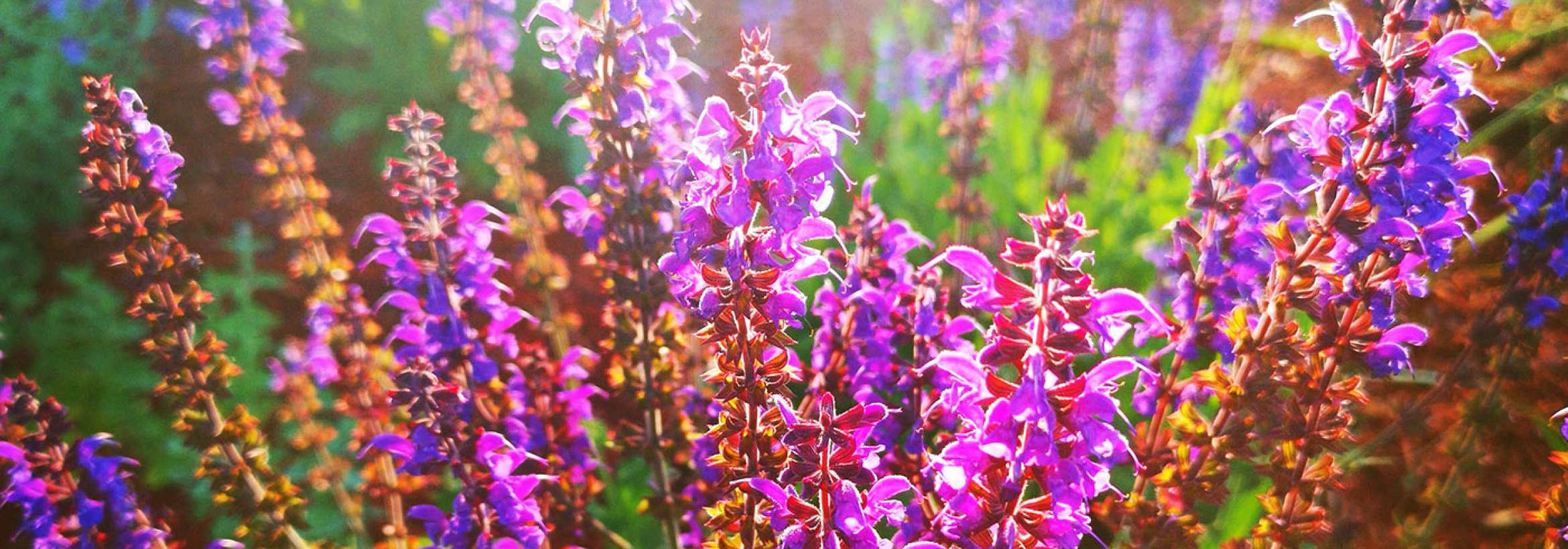 آفتاب بر گل‌ها