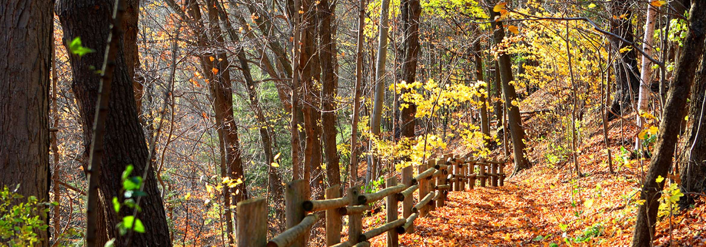 آفتاب راه جنگلی