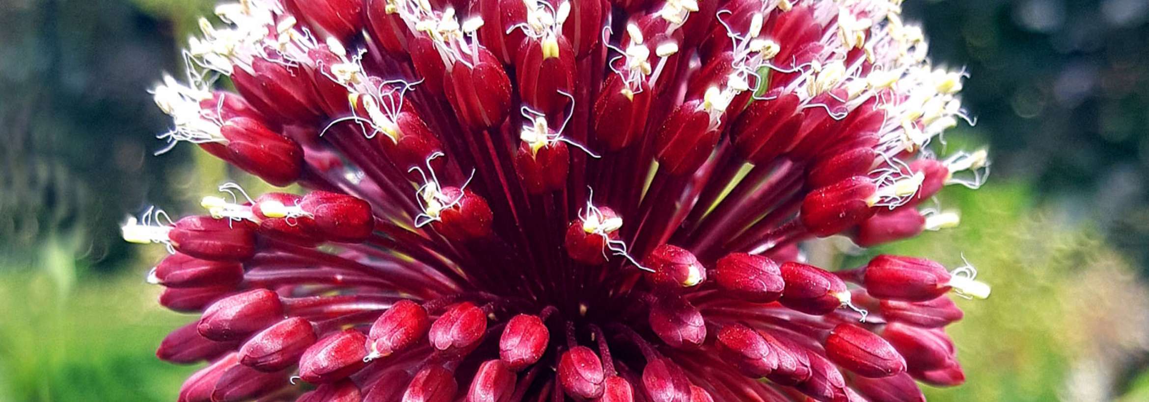 ده‌ها غنچه در یک غنچه