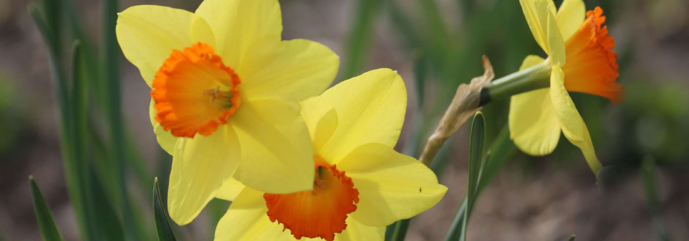 سه زرد و نارنجی