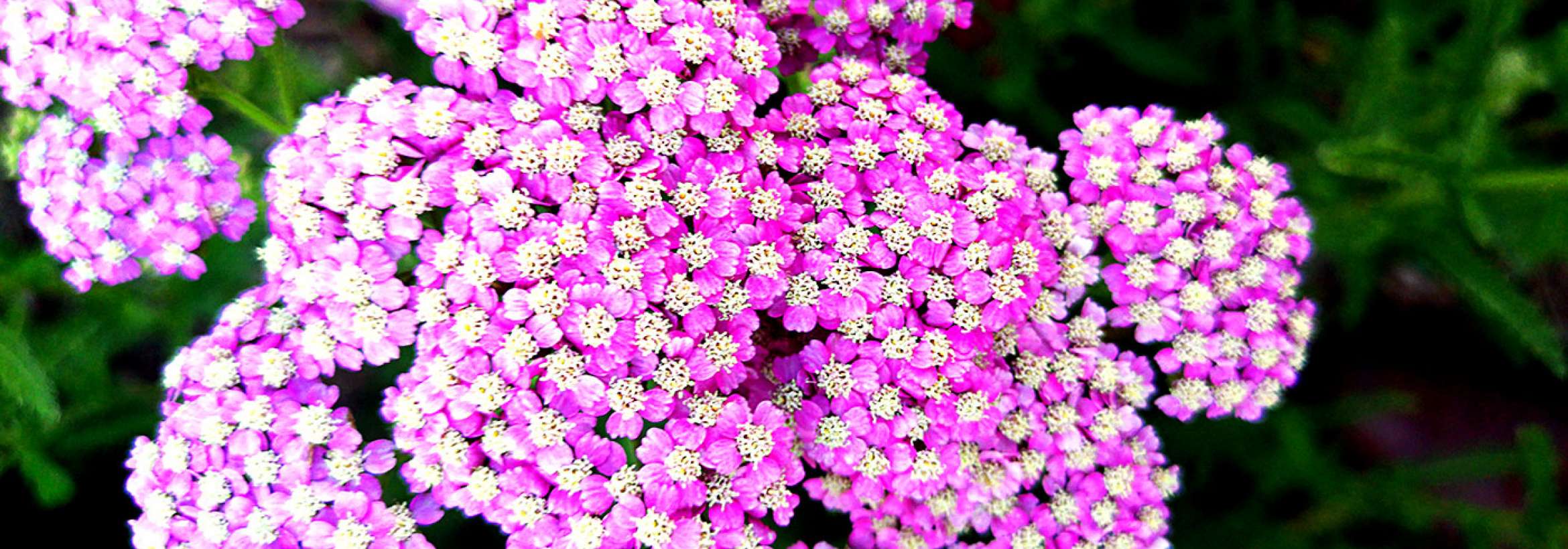 ریز گل‌های سفید و بنفش