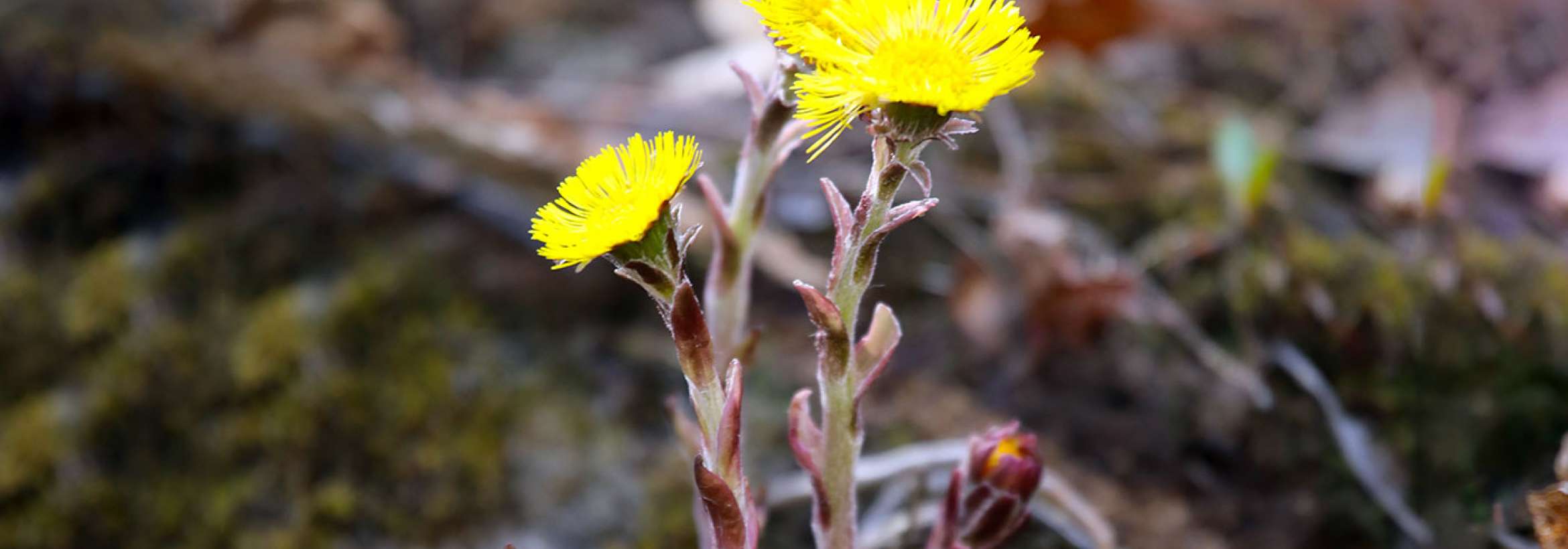 گل زرد ریزه میزه