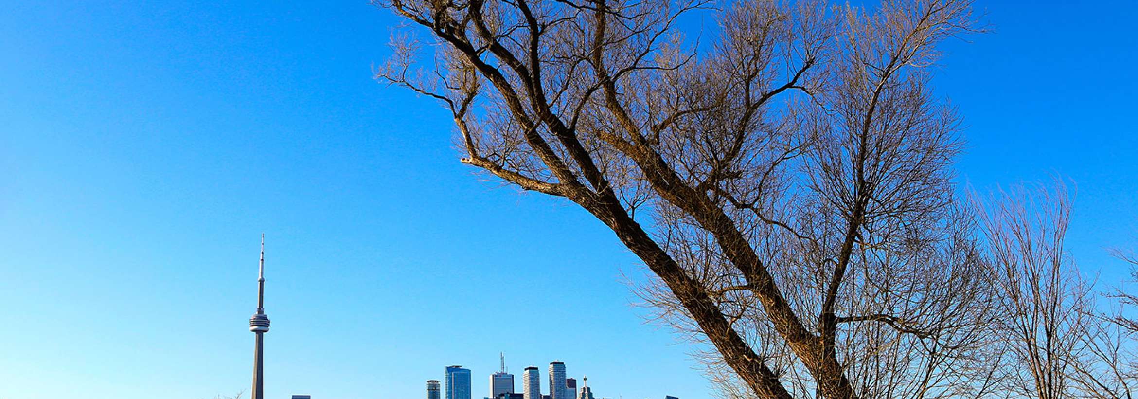 درخت خمیده جزیره تورنتو