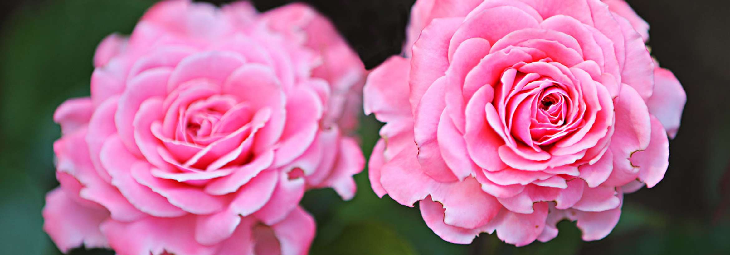 داودی دوقلو