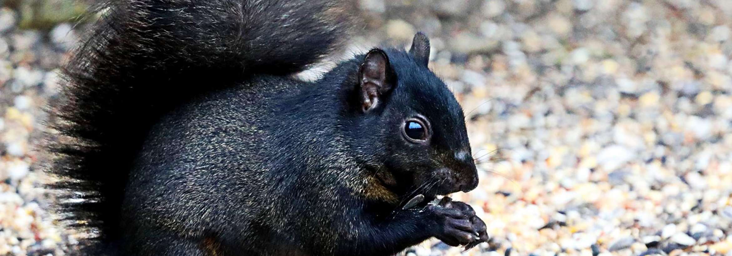 دو لپی و دو دستی