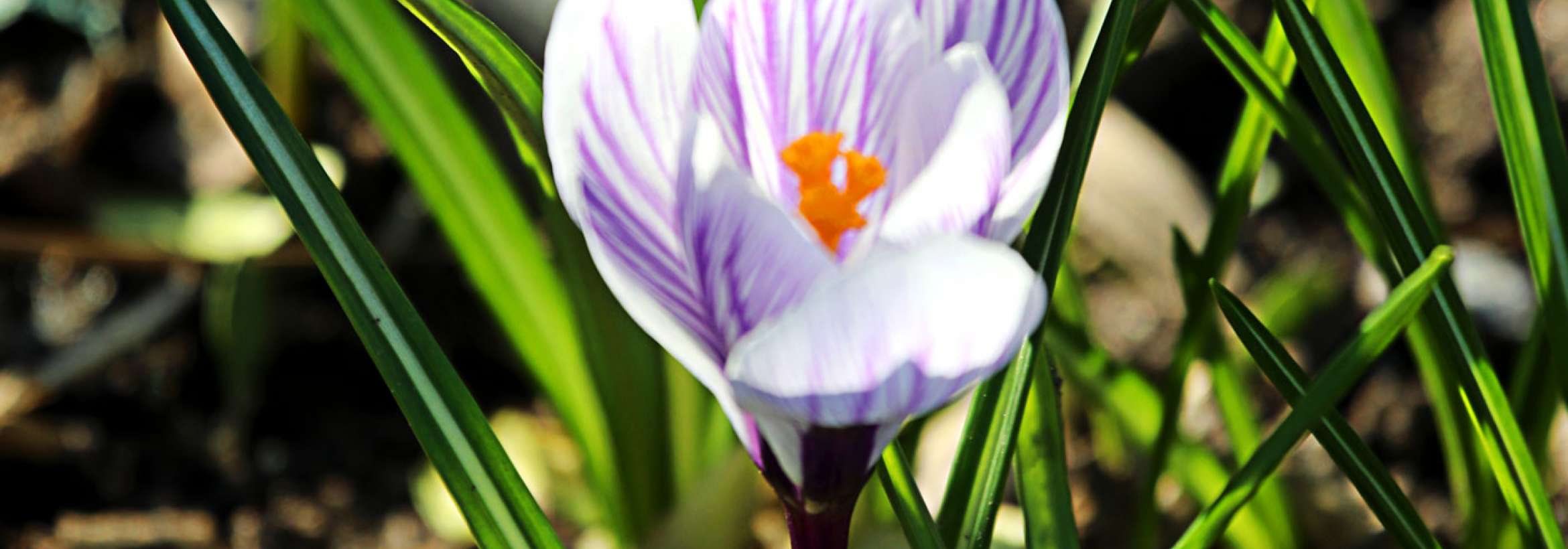 برآمد ز خاک