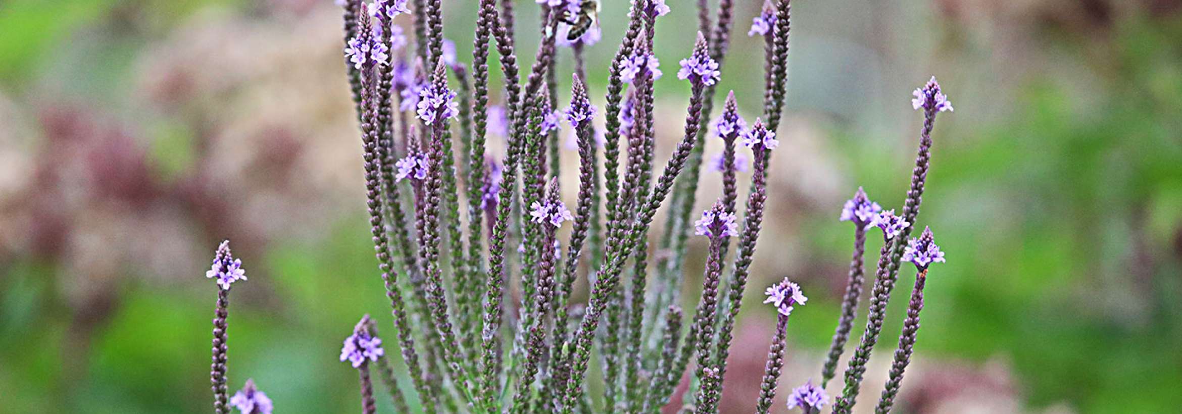 gallery/photo/رو-به-آسمان