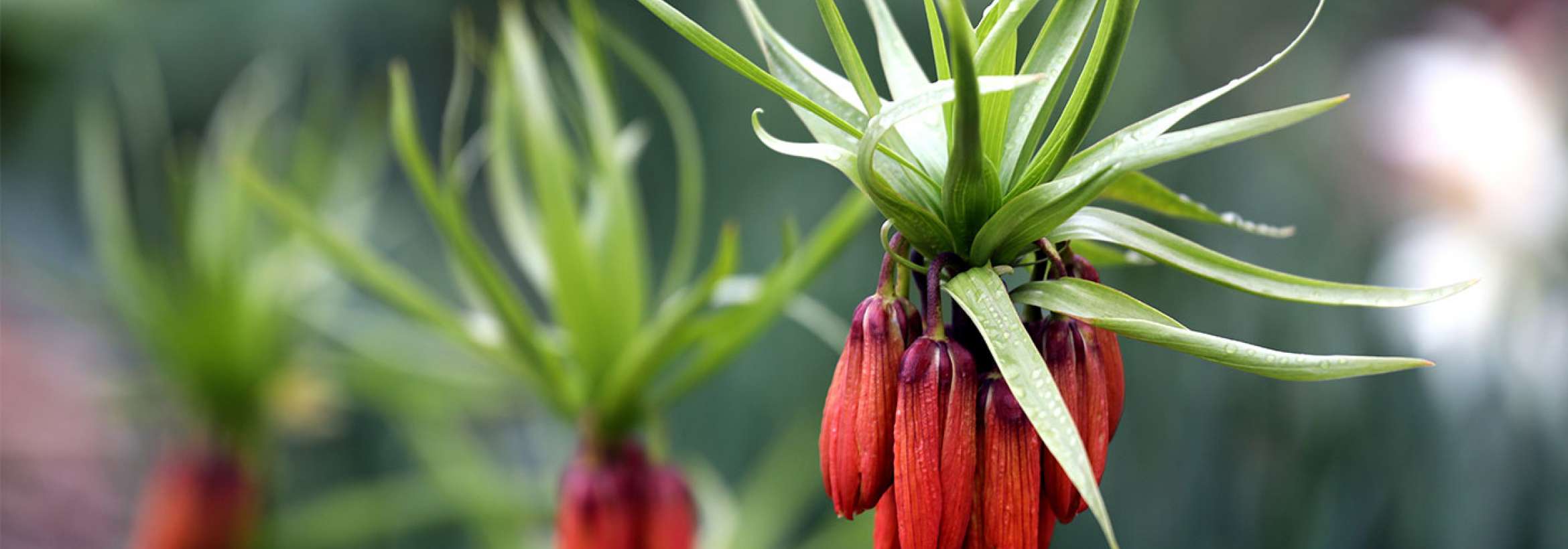 گل‌های قرمز معکوس