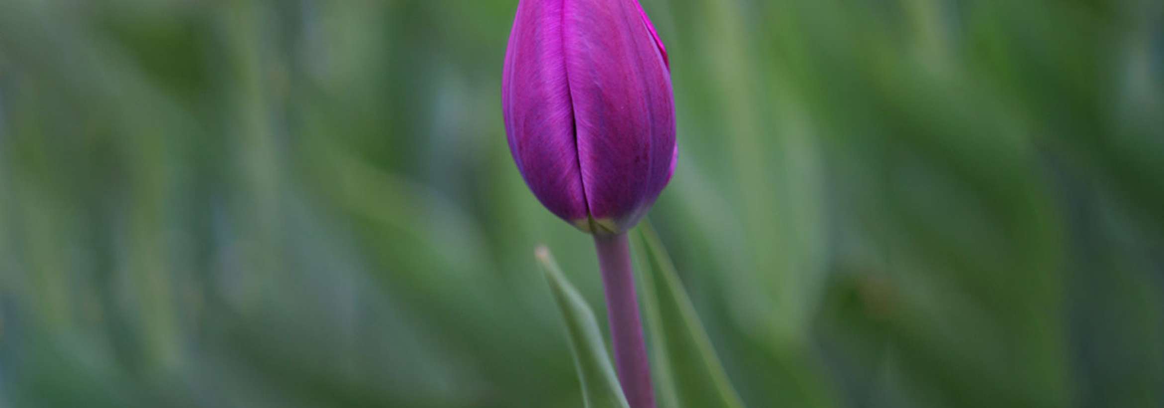 لاله ارغوانی