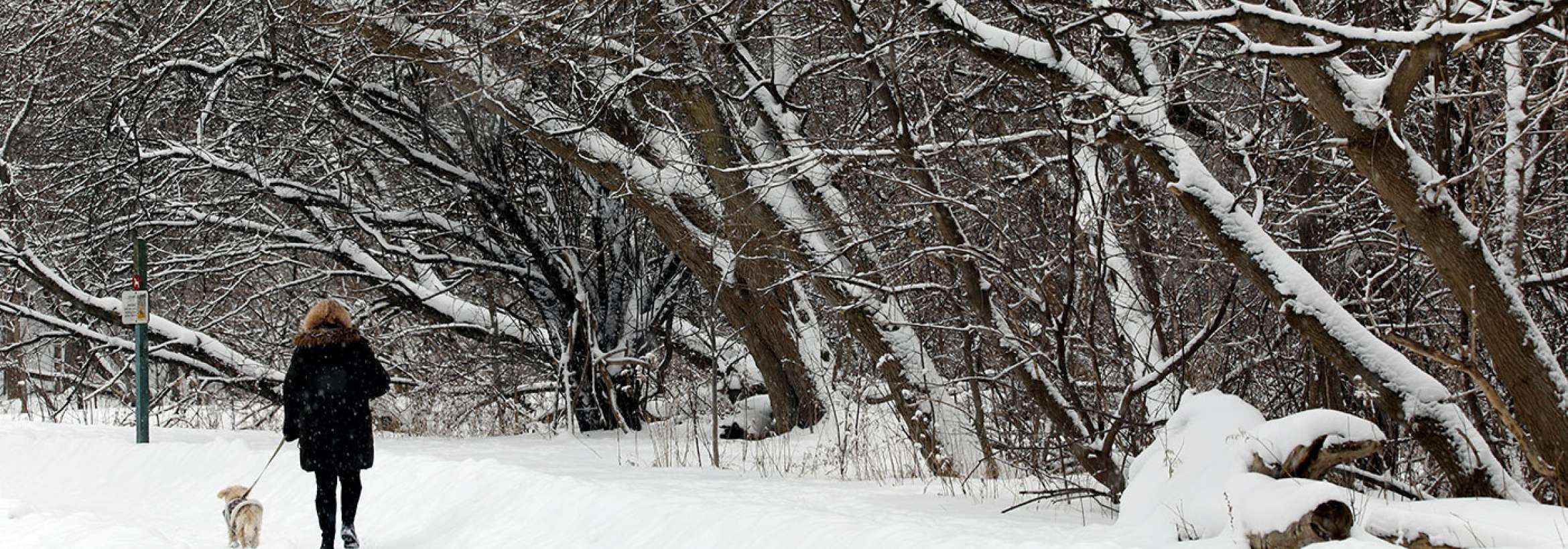 قدم زدن با سگ در سرما