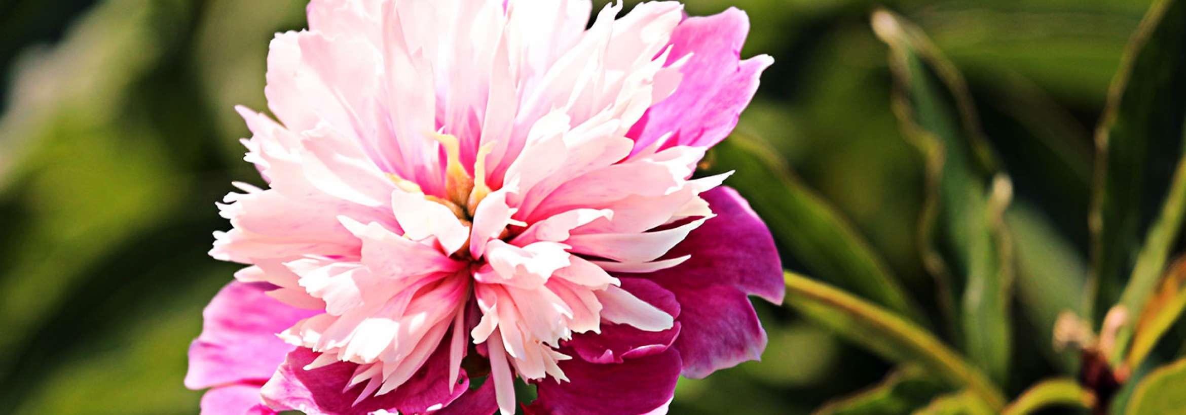 گلی چون نقاشی آبرنگ