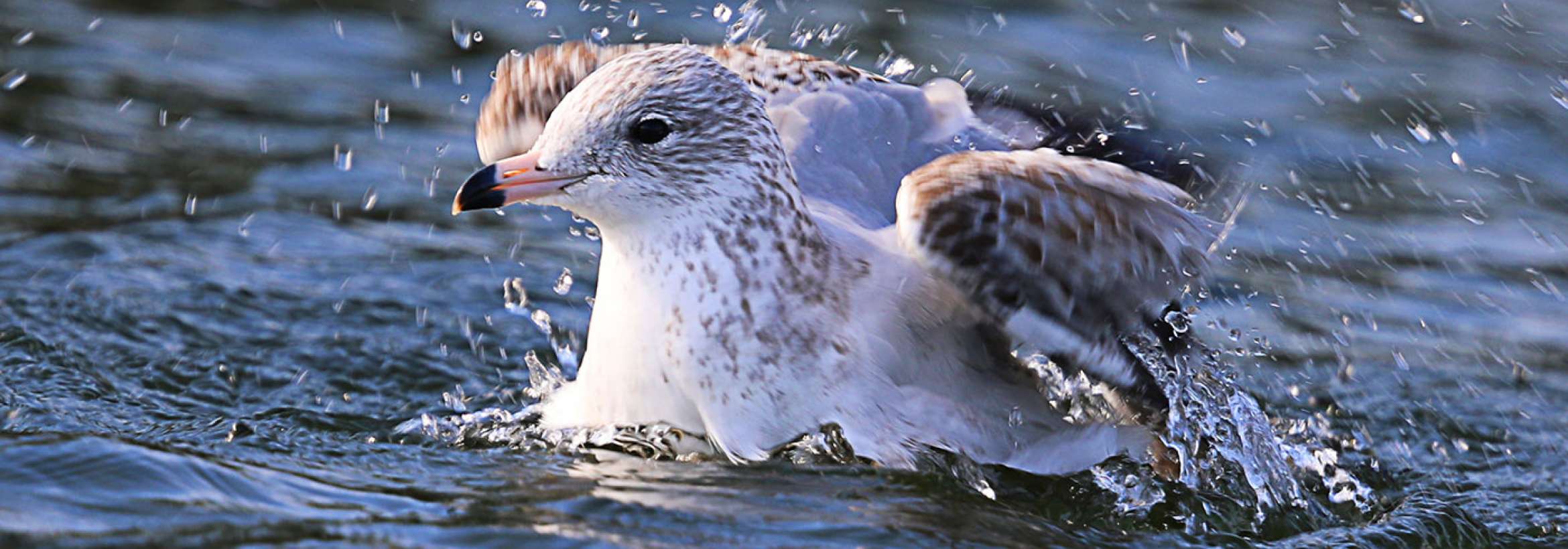 بازی آب بازی