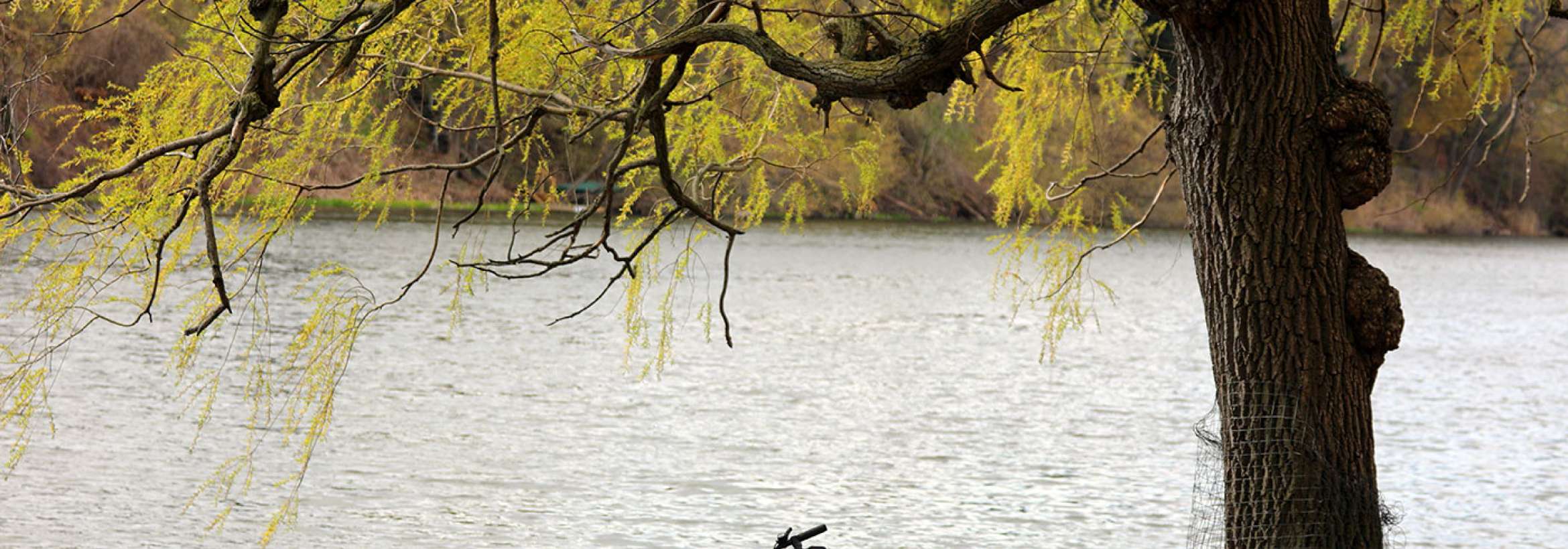 آب، درخت، دوچرخه، نشسته، بهار