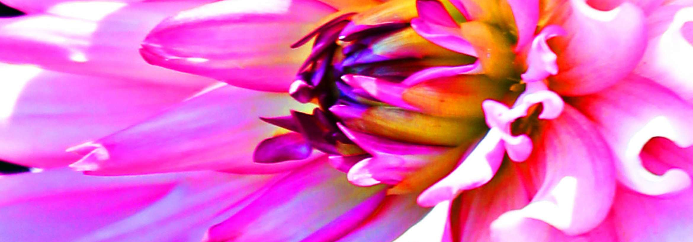 امواج شکفتن