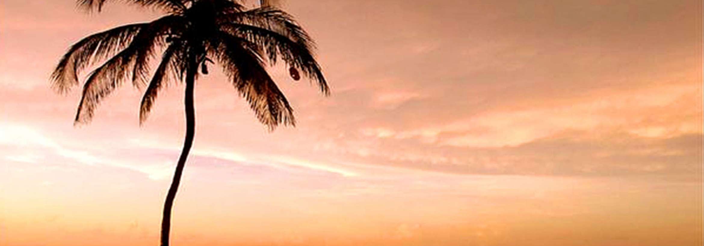 نخل مواج لب ساحل مواج