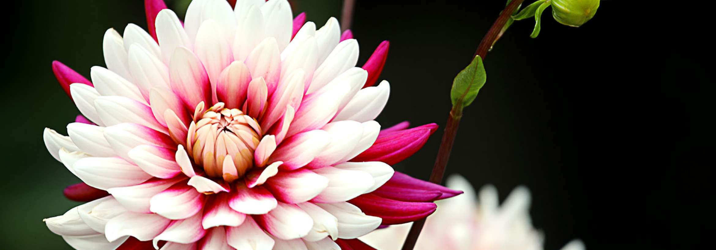 سفید و صورتی تیره