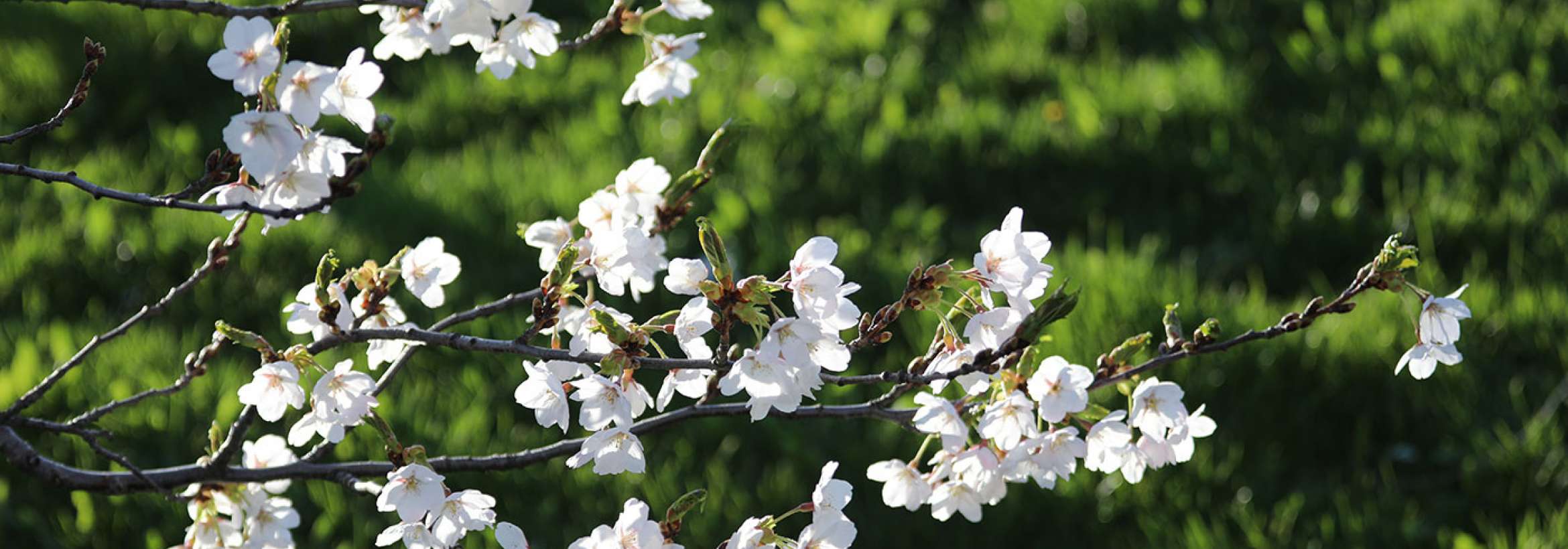 شکوفه‌های سپید بالای چمن