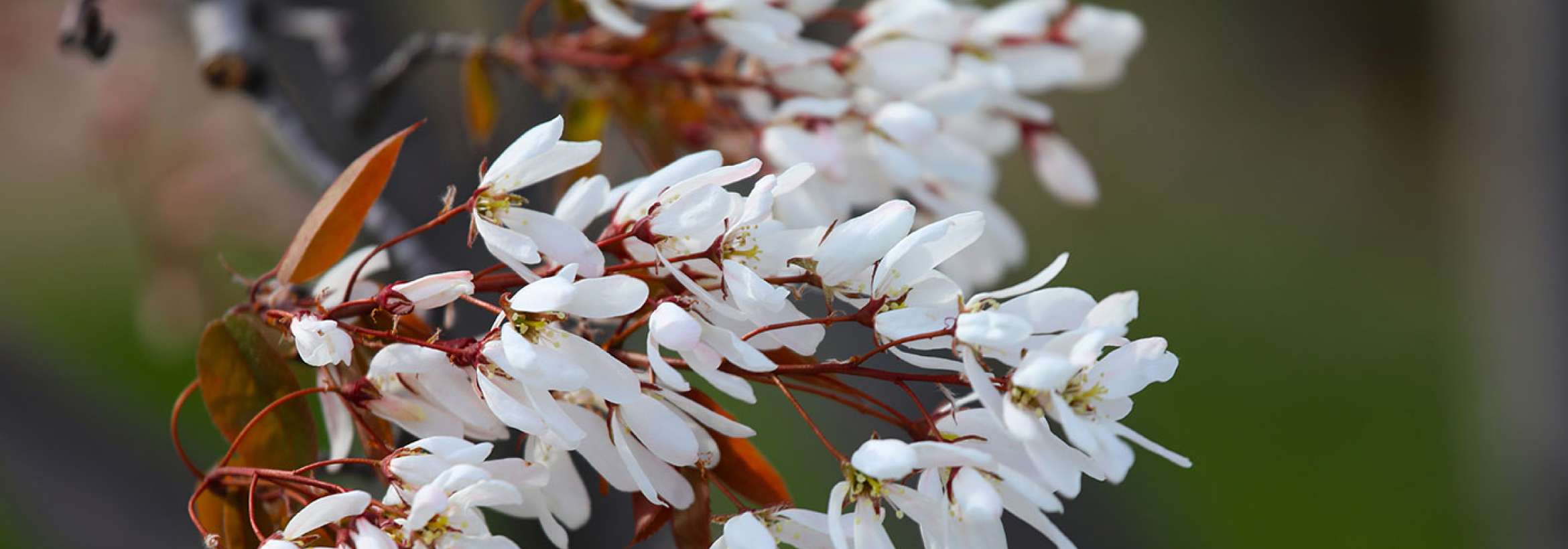 شکوفه‌های سفید