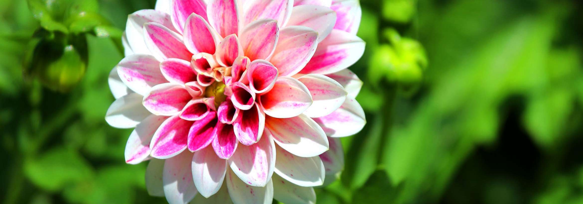 گل سفید ۷۷ پر