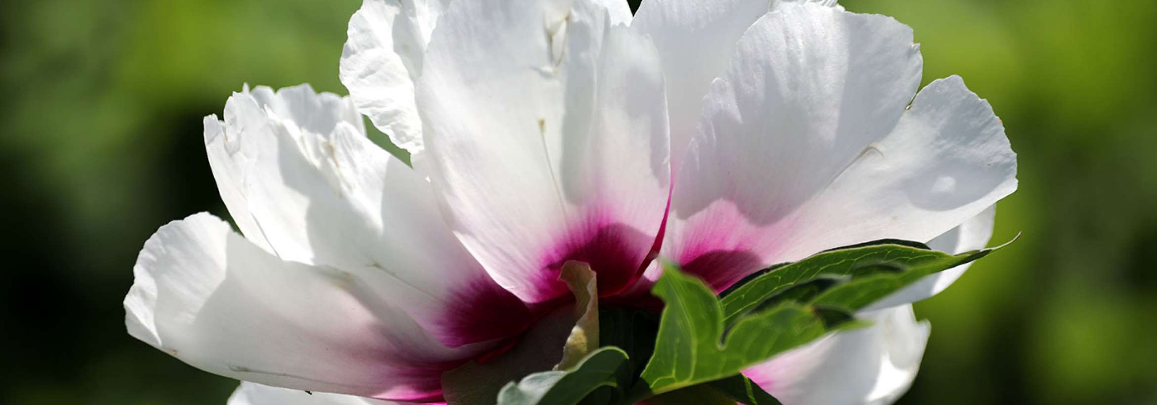 سپید و بنفش