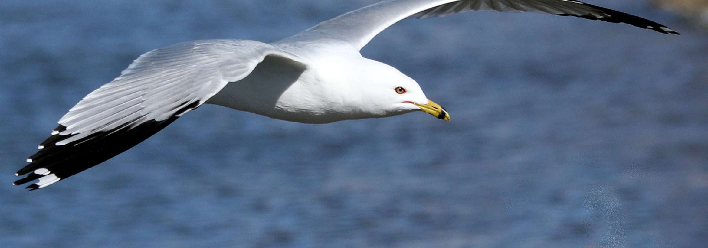 گسترده بالهایش