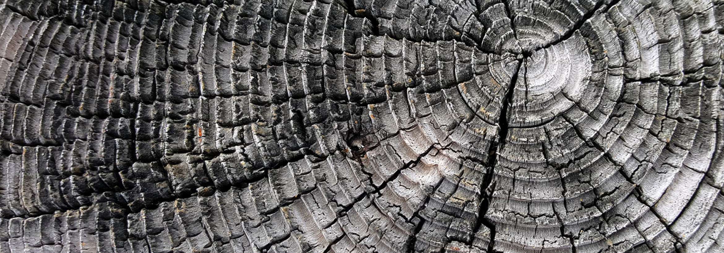 دندانه‌های برش درخت