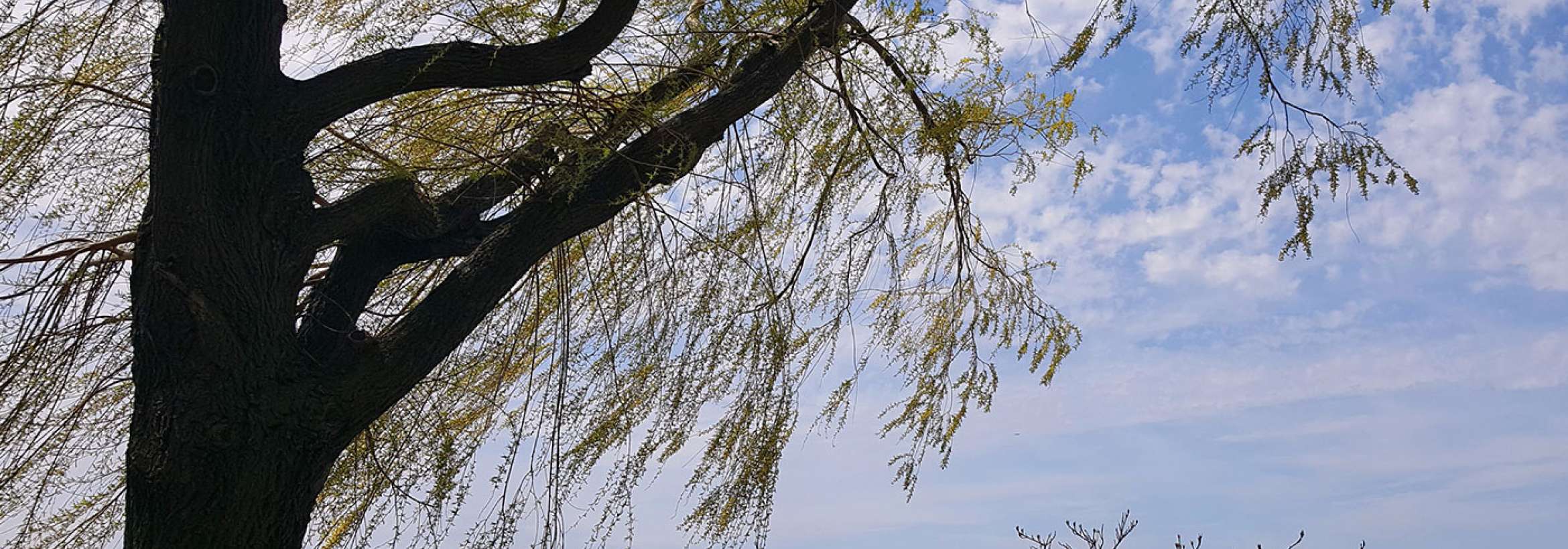 باد و شاخه‌های بید مجنون