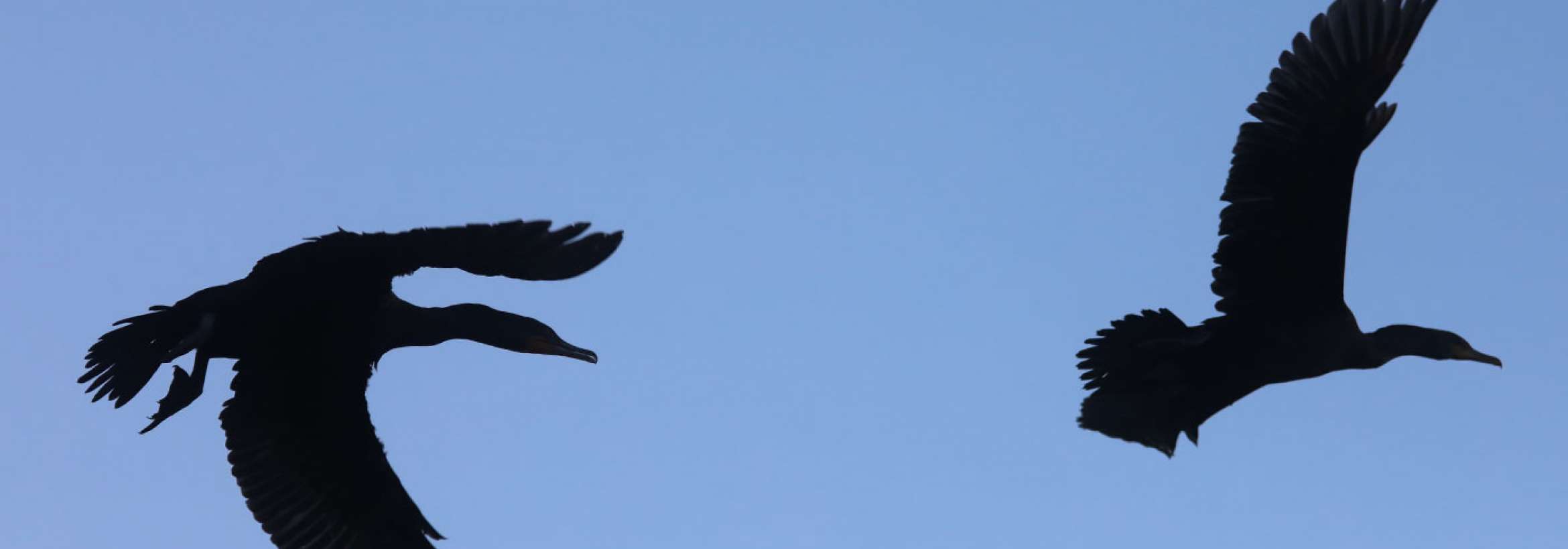 بال‌زنان در آسمان