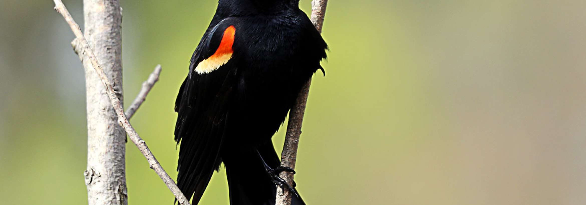 رنگ بالهایش