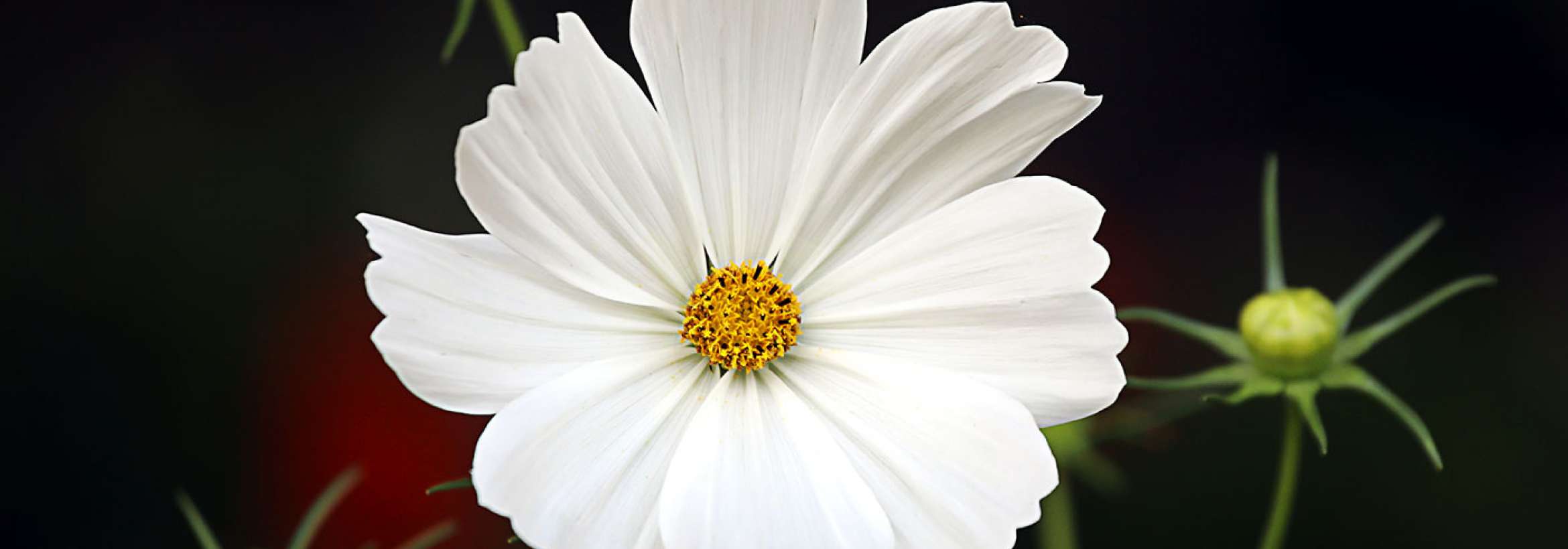 با غنچه‌های اطرافش