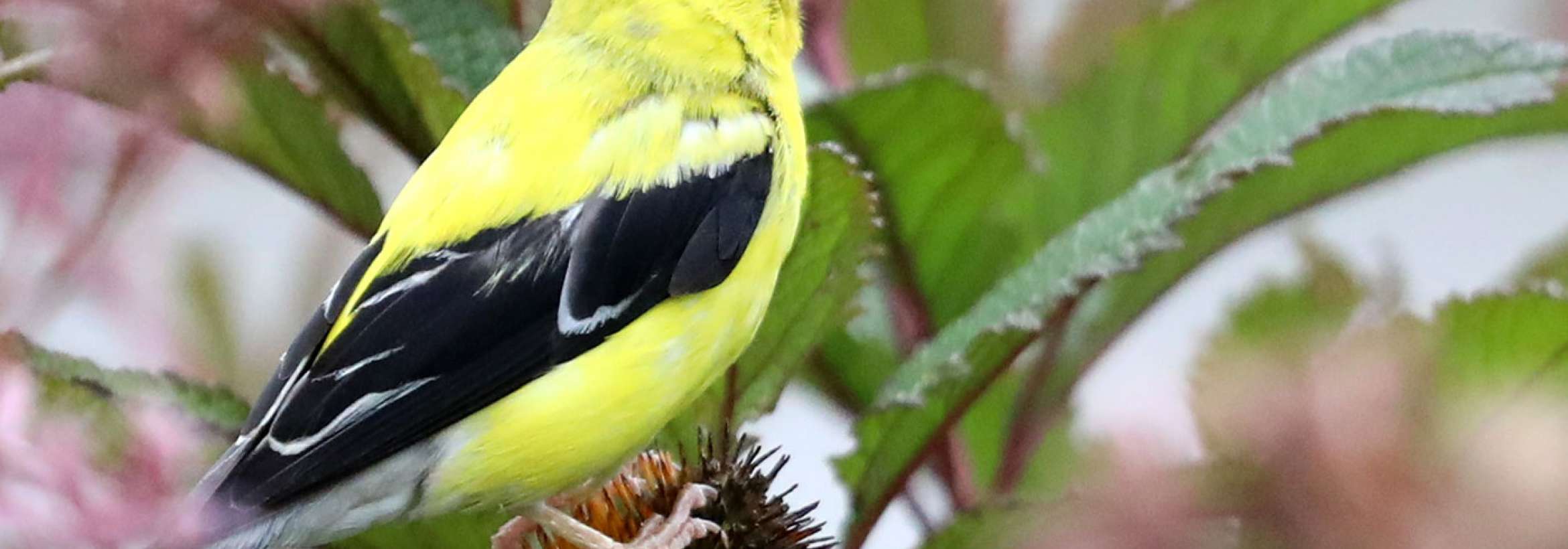 آوازخوان زرد و سیاه