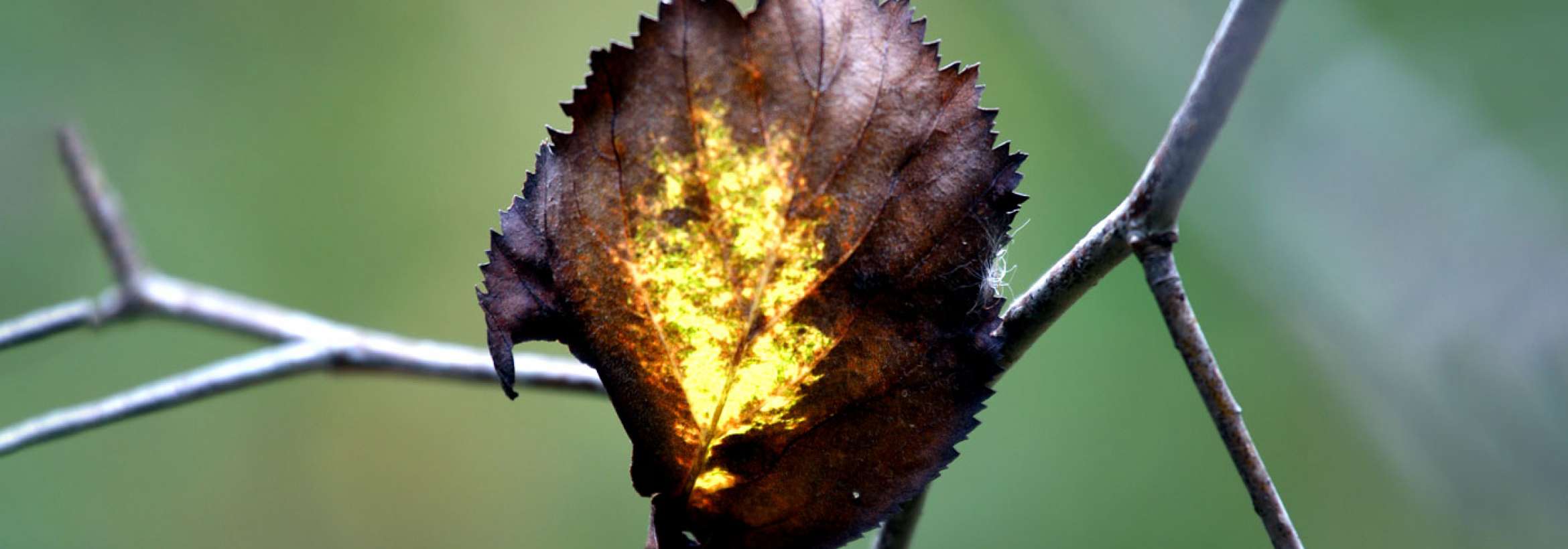 زرد برگ سوخته