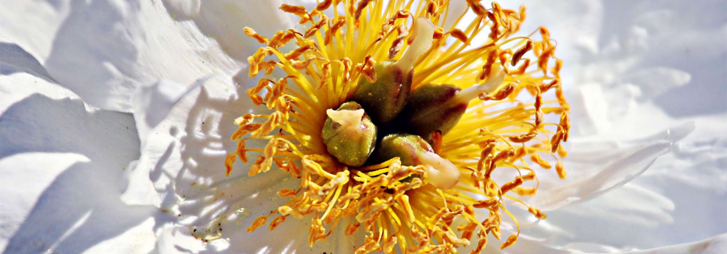 زردی مرکز گل