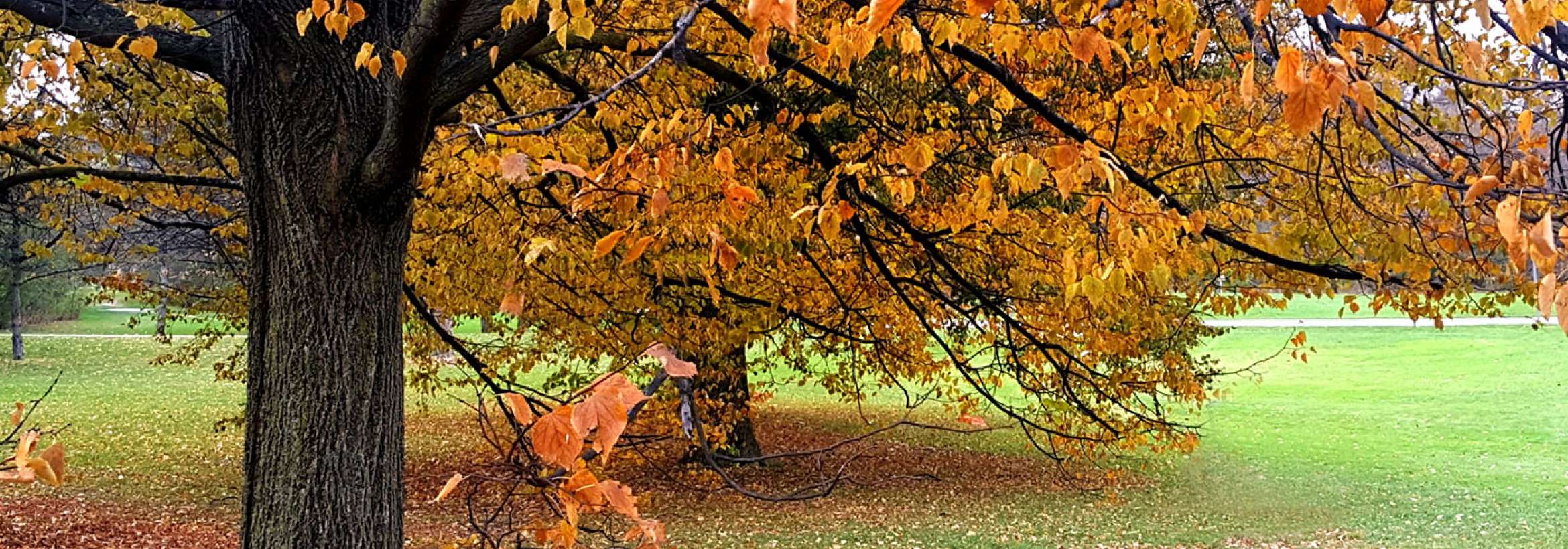 جدال برگ‌های پائیزی با چمن