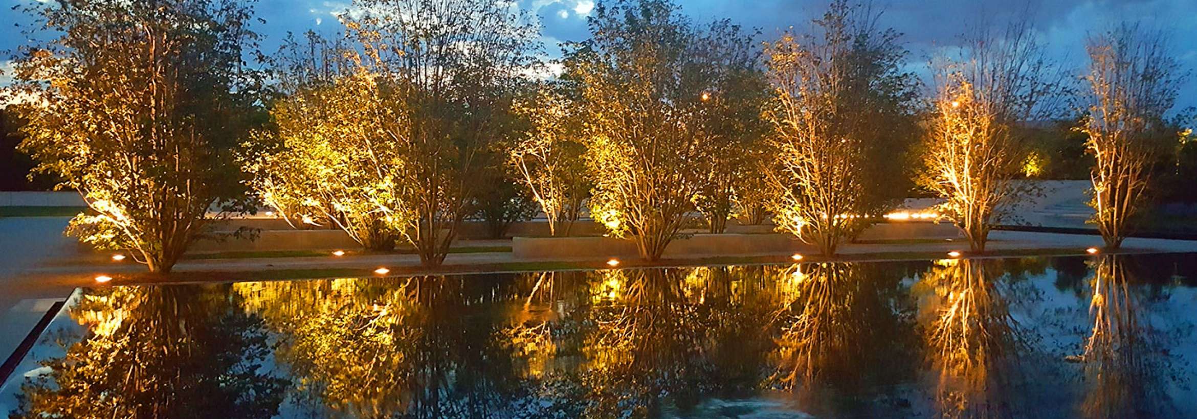 نور زرد درختان زیر آسمان آبی