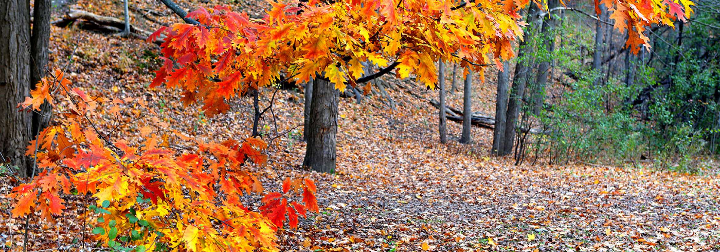 زرد، نارنجی، قرمز