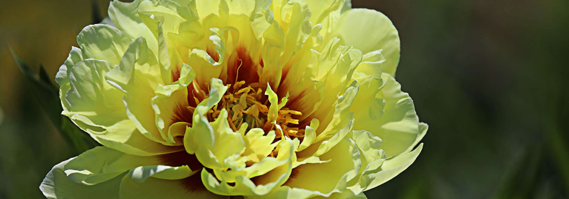 زرد سرخ مزاج