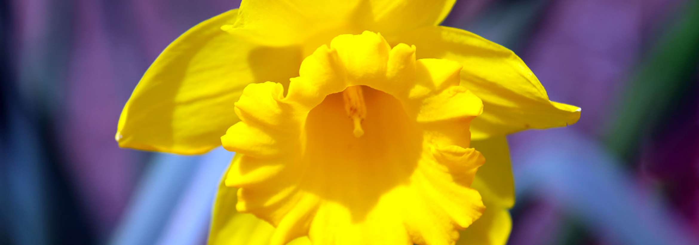 زرد روی زمینه بنفش