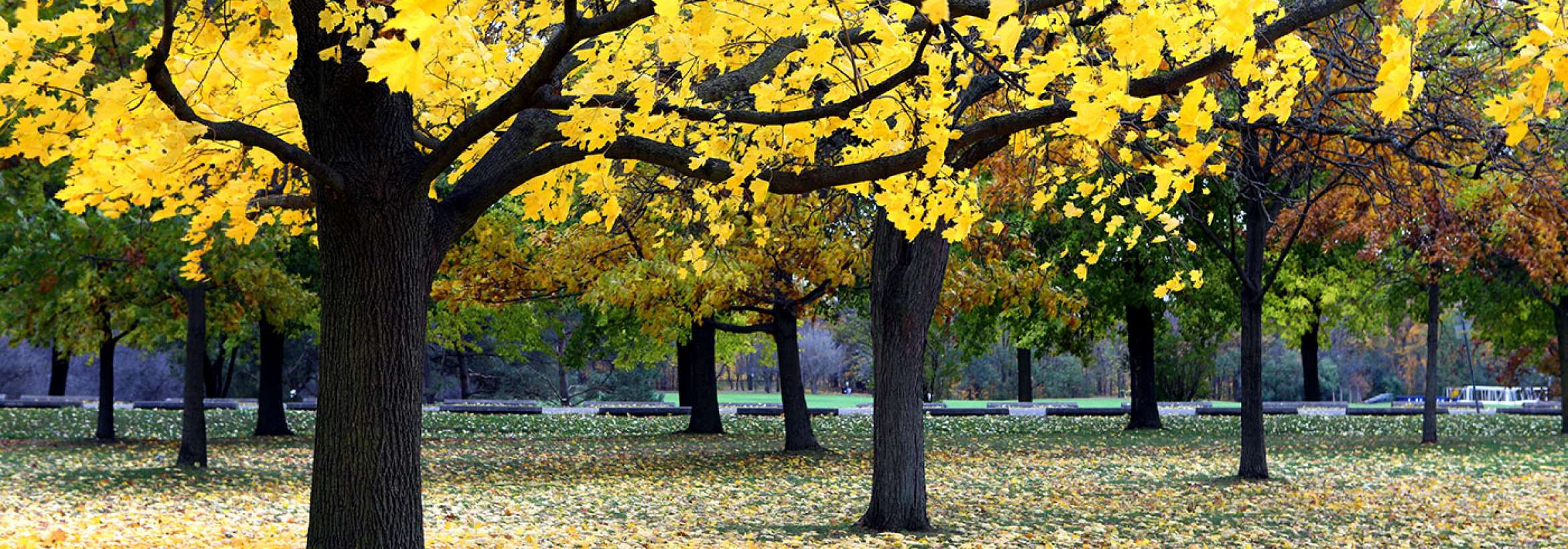 زرد زرد طلایی